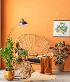 Birkenfeige - Ficus Benjamina 'Kinky' 9 Birkenfeige - Ficus Benjamina 'Kinky' -Haus Pflanzen Welt 8229692 WE MO 001 FicusKinkey2021GC09