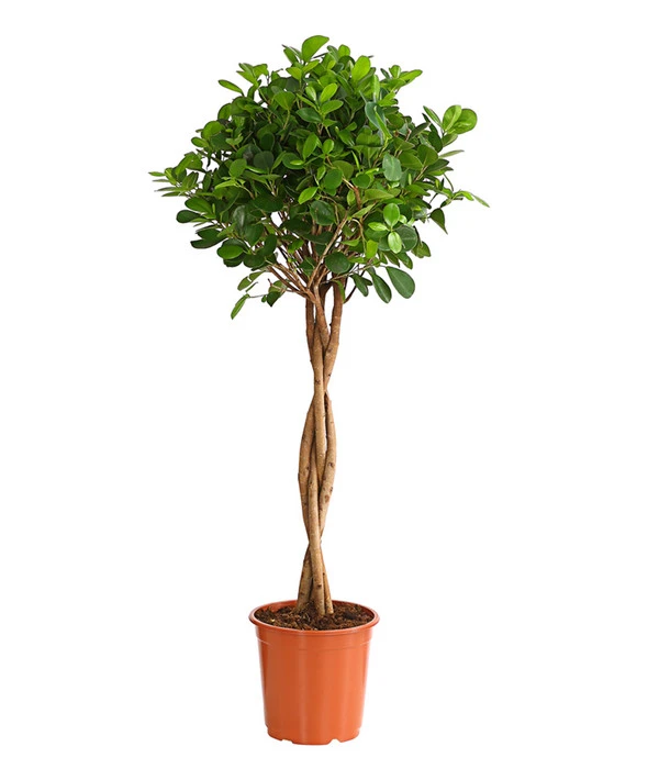 Lorbeer-Feige - Ficus Microcarpa 'Moclame', Stämmchen