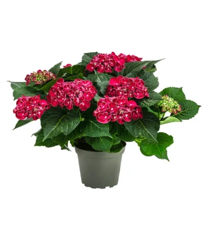 Hortensie - Hydrangea Macrophylla 'Curly Wurly'