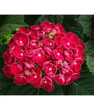 Hortensie - Hydrangea Macrophylla 'Curly Wurly' -Haus Pflanzen Welt 8229999 WE DE 001 HortensieCurlyWurlyrot