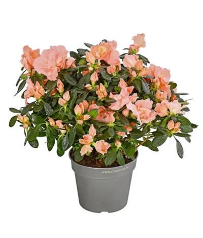 Zimmerazalee - Rhododendron Simsii 'Toshi London'