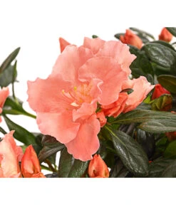 Haus Pflanzen Welt -Haus Pflanzen Welt 8230708 WE DE 001 AzaleeAzaleaToshiLondonT14