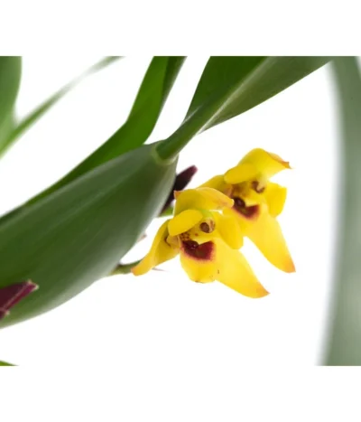 Orchidee - Maxillaria Variabilis -Haus Pflanzen Welt 8231250 WE DE 001 MaxillariaVariabilisT9 Orchidee