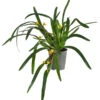Orchidee - Maxillaria Variabilis 1 Orchidee - Maxillaria Variabilis -Haus Pflanzen Welt 8231250 WE FS 001 MaxillariaVariabilisT9 Orchidee