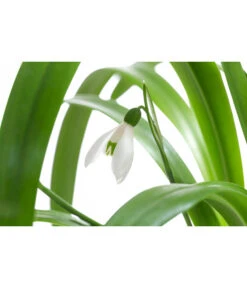 Schneeglöckchen 5 Schneeglöckchen -Haus Pflanzen Welt 8231789 WE DE 001 GalanthusWoronowiiT9