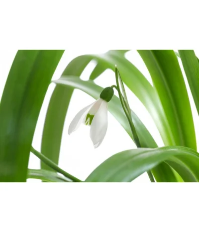 Schneeglöckchen -Haus Pflanzen Welt 8231789 WE DE 001 GalanthusWoronowiiT9