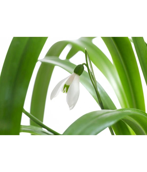 Schneeglöckchen 4 Schneeglöckchen – Bild 2