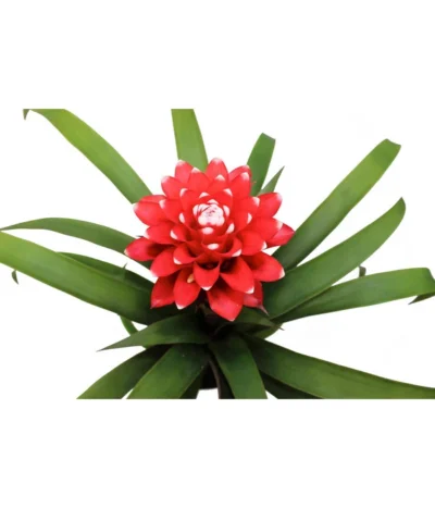 Guzmanie - Guzmania 'Hope' -Haus Pflanzen Welt 8232076 WE DE 001 GuzmanieGuzmaniaHope