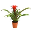 Guzmanie - Guzmania 'Hope' 1 Guzmanie - Guzmania 'Hope' -Haus Pflanzen Welt 8232076 WE FS 001 GuzmanieGuzmaniaHopeRotT12DehnerExpressHerzig