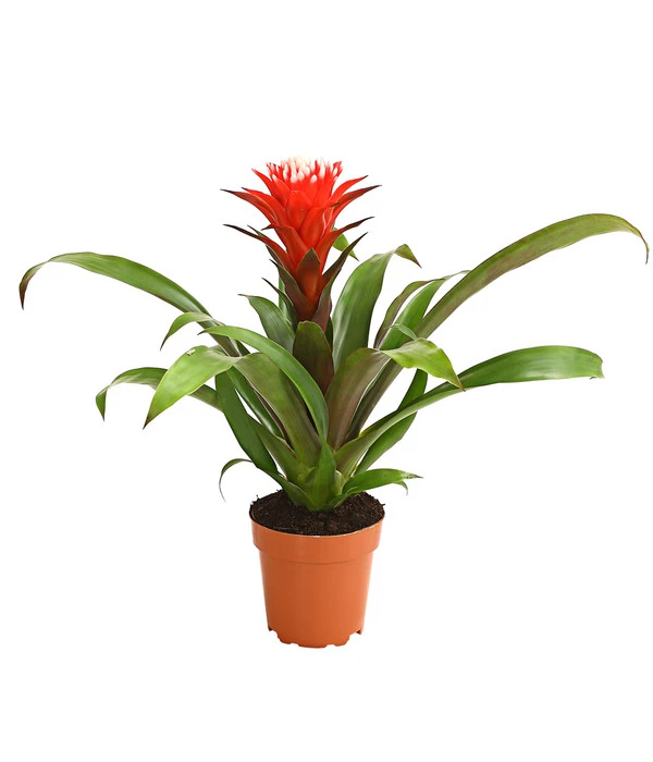 Guzmanie - Guzmania 'Hope' 3 Guzmanie - Guzmania 'Hope'
