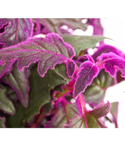 Samtpflanze - Gynura Aurantiaca -Haus Pflanzen Welt 8232928 PR DE 001 GynuraAurantiacaSamtpflanzeT12DehnerExpressHerzig