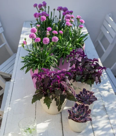 Samtpflanze - Gynura Aurantiaca -Haus Pflanzen Welt 8232928 WE MO 001 SamtpflanzeGrasnelkeDreameria