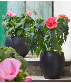 Sumpf-Roseneibisch -Haus Pflanzen Welt 8233520 8587826 PR MO 006 HibiscusMoscheutosBL0218