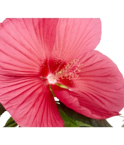 Sumpf-Roseneibisch -Haus Pflanzen Welt 8233520 PR DE 001 HibiskusHibiscusMoscheutusT23SumpfeibischMagentaRotDehnerExpressZS