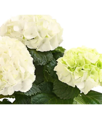 Midi Hortensie - Hydrangea Macrophylla, Verschiedene Farben -Haus Pflanzen Welt 8233744 WE DE HortensienMidiDehnerHerzig