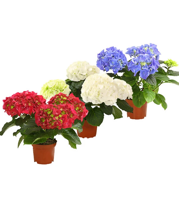 Midi Hortensie - Hydrangea Macrophylla, Verschiedene Farben 3 Midi Hortensie - Hydrangea Macrophylla, Verschiedene Farben