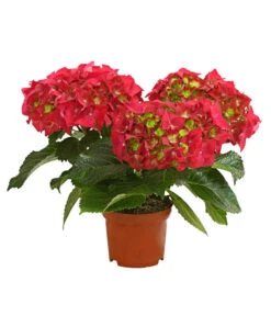 Midi Hortensie - Hydrangea Macrophylla, Verschiedene Farben 13 Midi Hortensie - Hydrangea Macrophylla, Verschiedene Farben -Haus Pflanzen Welt 8233744 WE FS 001 HortensieHydrangeaMidiMixT10DehnerExpressHerzig