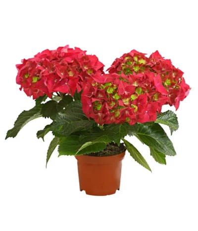 Midi Hortensie - Hydrangea Macrophylla, Verschiedene Farben -Haus Pflanzen Welt 8233744 WE FS 001 HortensieHydrangeaMidiMixT10DehnerExpressHerzig
