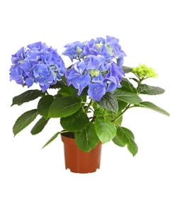 Midi Hortensie - Hydrangea Macrophylla, Verschiedene Farben 12 Midi Hortensie - Hydrangea Macrophylla, Verschiedene Farben -Haus Pflanzen Welt 8233744 WE FS 003 HortensieHydrangeaMidiMixT10DehnerExpressHerzig