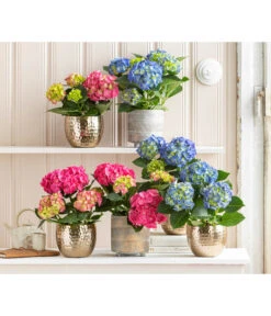 Midi Hortensie - Hydrangea Macrophylla, Verschiedene Farben 14 Midi Hortensie - Hydrangea Macrophylla, Verschiedene Farben -Haus Pflanzen Welt 8233744 WE MO 001 Hortensien