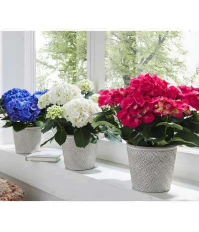 Hortensie - Hydrangea Macrophylla 13 Hortensie - Hydrangea Macrophylla -Haus Pflanzen Welt 8233751 8234965 8233777 WE MO 003 HortensienHydrangeamacrophyllaHortensieWeissBlauRot