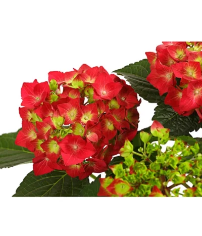 Midi Hortensie - Hydrangea Macrophylla, Verschiedene Farben -Haus Pflanzen Welt 8233751 WE DE 001 HortensieHydrangeaRotT14DehnerExpressHerzig