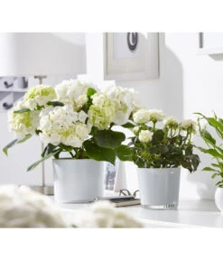 Hortensie - Hydrangea Macrophylla -Haus Pflanzen Welt 8233777 8265209 8233769 PR MO 001 EinblattSpathiphyllumRosenRoseInfinityHortensieHydrangeadehnerFruehblueher1403UveSauer