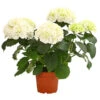 Hortensie - Hydrangea Macrophylla -Haus Pflanzen Welt 8233777 PR FS 001 HortensieHydrangeaWeissT13DehnerExpressHerzig