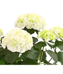 Hortensie - Hydrangea Macrophylla -Haus Pflanzen Welt 8233777 WE WE 001 HortensieHydrangeaWeissT13DehnerExpressHerzig