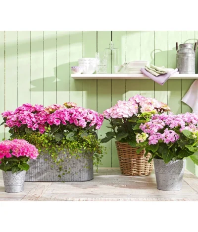 Hortensie 'Schloss Zuschendorf' -Haus Pflanzen Welt 8233801 8233918 8695884 8236705 WE MO 001 HortensienRosa HortensieYouandMe HortensieSchlossZuschendorf
