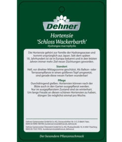 Hortensie 'Schloss Wackerbarth' 11 Hortensie 'Schloss Wackerbarth' -Haus Pflanzen Welt 8234007 HortensieSchlossWackerbarth Etikett 2
