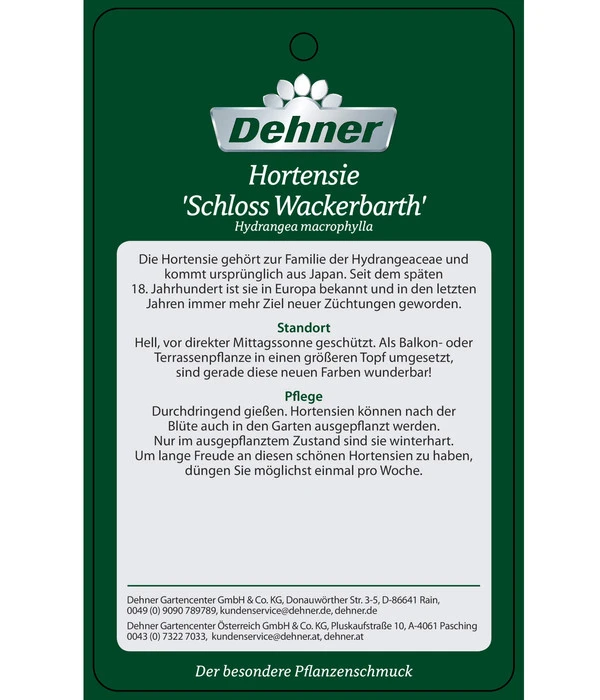 Hortensie 'Schloss Wackerbarth' 7 Hortensie 'Schloss Wackerbarth' – Bild 5