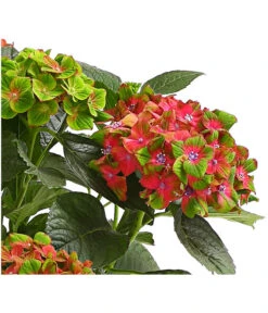 Hortensie 'Schloss Wackerbarth' 8 Hortensie 'Schloss Wackerbarth' -Haus Pflanzen Welt 8234007 WE DE 001 HortensieHydrangeaMacrophyllaSchlossWackerbarthT13OWDehnerExpressHerzig