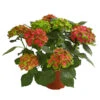 Hortensie 'Schloss Wackerbarth' -Haus Pflanzen Welt 8234007 WE FS 001 HortensieHydrangeaMacrophyllaSchlossWackerbarthT13OWDehnerExpressHerzig