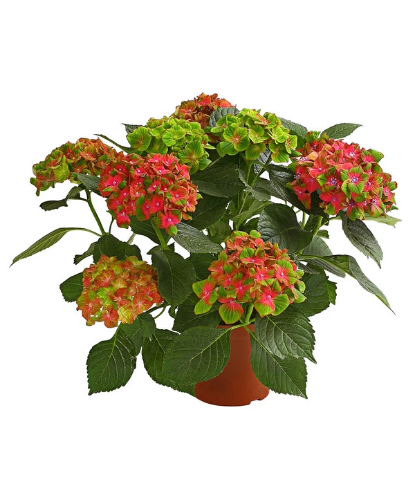 Hortensie 'Schloss Wackerbarth' 3 Hortensie 'Schloss Wackerbarth'