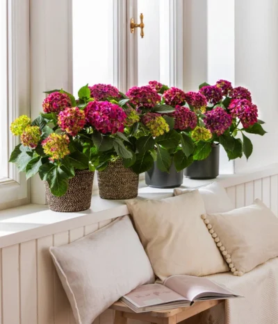 Hortensie - Hydrangea Macrophylla 'Red Beauty®' 8 Hortensie - Hydrangea Macrophylla 'Red Beauty®' -Haus Pflanzen Welt 8234429 4439196 4439204 4439212 WE MO 001 HortensieLila