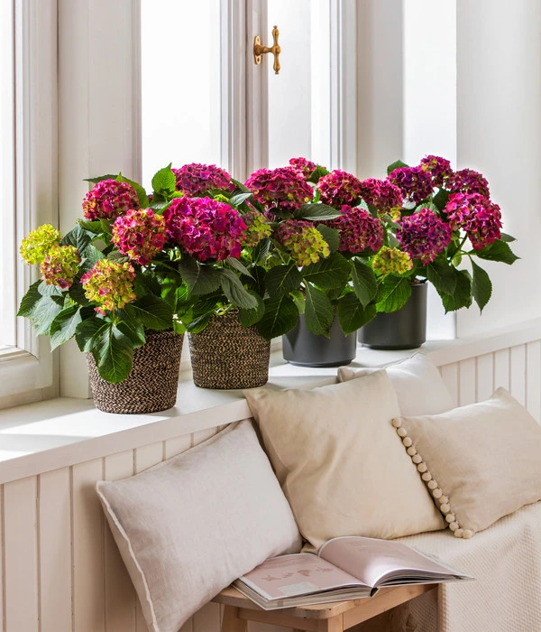 Hortensie - Hydrangea Macrophylla 'Red Beauty®' 5 Hortensie - Hydrangea Macrophylla 'Red Beauty®' – Bild 3