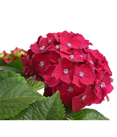 Hortensie - Hydrangea Macrophylla 'Red Beauty®' 9 Hortensie - Hydrangea Macrophylla 'Red Beauty®' -Haus Pflanzen Welt 8234429 WE DE 001 HortensieHydrangeaRedBeautyT14DehnerExpressHerzig