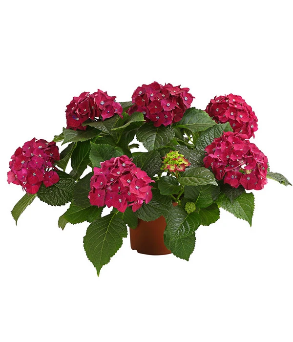 Hortensie - Hydrangea Macrophylla 'Red Beauty®' 3 Hortensie - Hydrangea Macrophylla 'Red Beauty®'