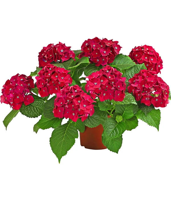 Hortensie - Hydrangea Macrophylla 'Red Beauty®' 4 Hortensie - Hydrangea Macrophylla 'Red Beauty®' – Bild 2