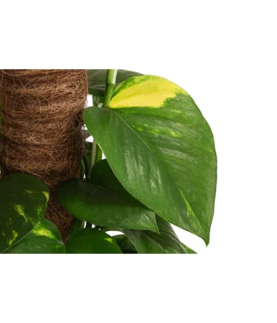 Efeutute - Epipremnum Aureum 'Torro' Am Moosstab -Haus Pflanzen Welt 8235202 WE De 002 EpipremnumAureumTorroT17