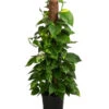 Efeutute - Epipremnum Aureum 'Torro' Am Moosstab -Haus Pflanzen Welt 8235202 WE FS 002 EpipremnumAureumTorroT17