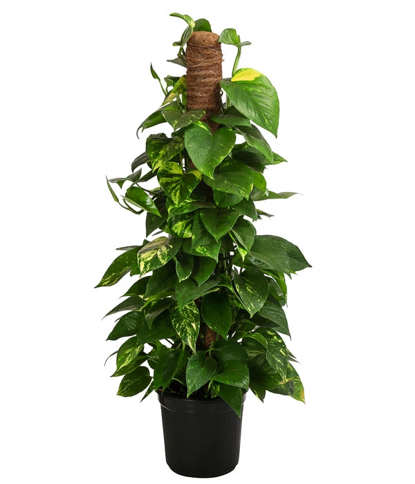 Efeutute - Epipremnum Aureum 'Torro' Am Moosstab 3 Efeutute - Epipremnum Aureum 'Torro' Am Moosstab