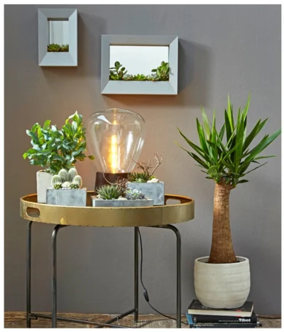 Goldtüpfelfarn - Phlebodium Aureum 'Blue Star' 8 Goldtüpfelfarn - Phlebodium Aureum 'Blue Star' -Haus Pflanzen Welt 8235236 PR MO 001 SukkulentenBild2 8253551 3266335 2149649