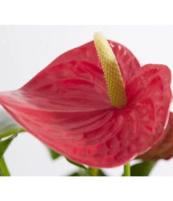 Große Flamingoblume - Anthurium Andreanum, Rot 5 Große Flamingoblume - Anthurium Andreanum, Rot -Haus Pflanzen Welt 8235863 PR DE 001 FlamingoblumeAnthurieMichiganT17DehnerExpressZS