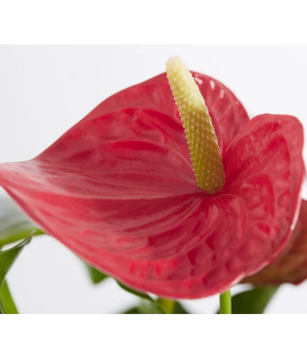 Große Flamingoblume - Anthurium Andreanum, Rot 4 Große Flamingoblume - Anthurium Andreanum, Rot – Bild 2
