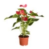 Große Flamingoblume - Anthurium Andreanum, Rot -Haus Pflanzen Welt 8235863 PR FS 001 FlamingoblumeAnthurieMichiganT17DehnerExpressZS