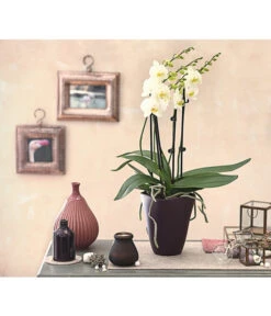 Schmetterlingsorchidee - Phalaenopsis Cultivars 'Multiflora' -Haus Pflanzen Welt 8236242 PR MO 001 Phalaenopsis5 6TrieberDehnerExpressHerzig