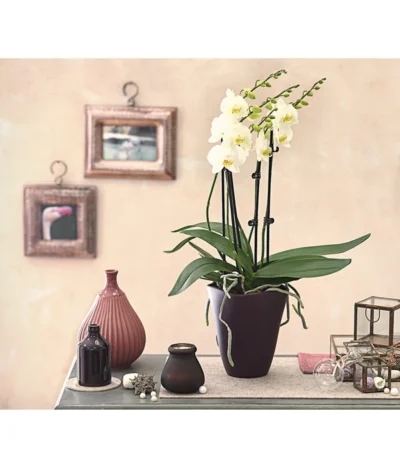 Schmetterlingsorchidee - Phalaenopsis Cultivars 'Multiflora' -Haus Pflanzen Welt 8236242 PR MO 001 Phalaenopsis5 6TrieberDehnerExpressHerzig