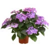 Hortensie - Hydrangea Macrophylla 'Tiffany' -Haus Pflanzen Welt 8236648 PR FS 001 TiffanyHerzig